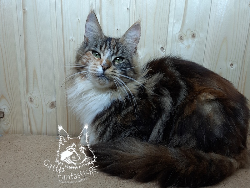 Happy House Veronica - Adult maine-coon 1 year 6 months 1.5 week