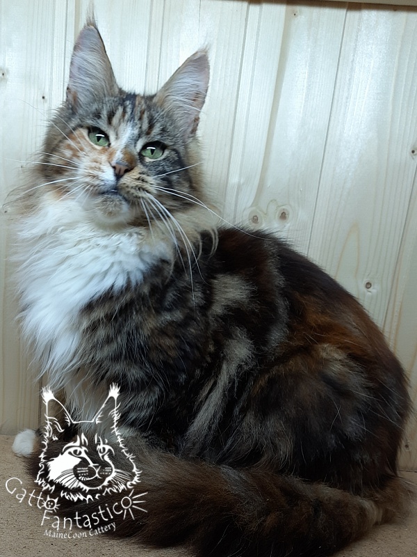 Happy House Veronica - Adult maine-coon 1 year 6 months 1.5 week