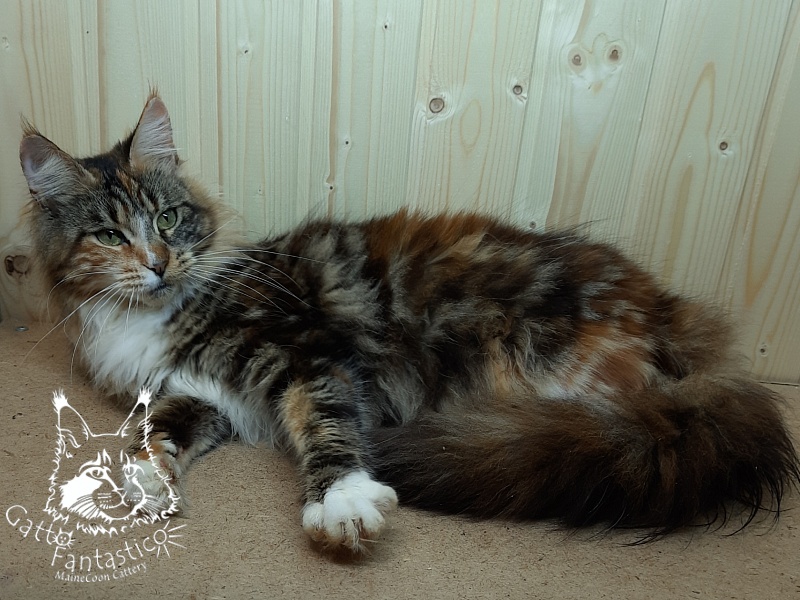 Happy House Veronica - Adult maine-coon 1 year 6 months 1.5 week