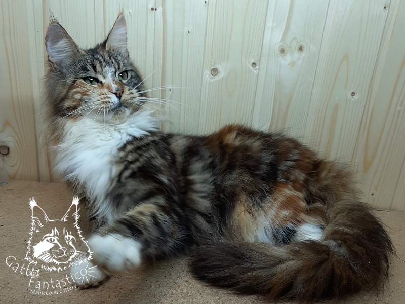 Happy House Veronica - Adult maine-coon 1 year 6 months 1.5 week