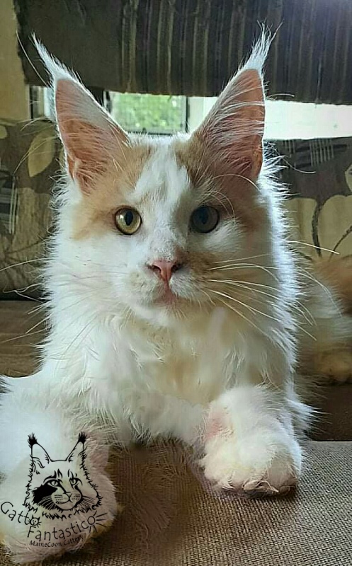 Gatto Fantastico Lincoln - maine-coon