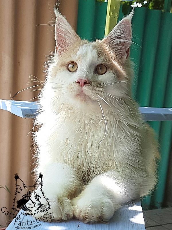 Gatto Fantastico Lincoln - Junior maine-coon 7 months 0.5 weeks