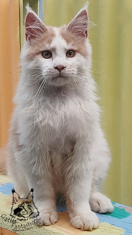 Gatto Fantastico Lincoln - Kitten maine-coon 4 months 2.5 weeks