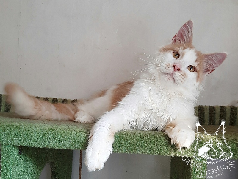 Gatto Fantastico Lincoln - Kitten maine-coon 6 months 1.5 week