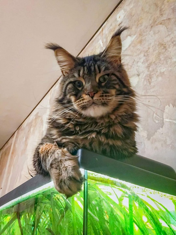 Gatto Fantastico Barney - Adult maine-coon 3 years 4 months 1 week