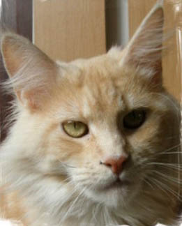 Quincy of Magic Cottage - maine-coon