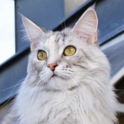 Multicoon Ulla