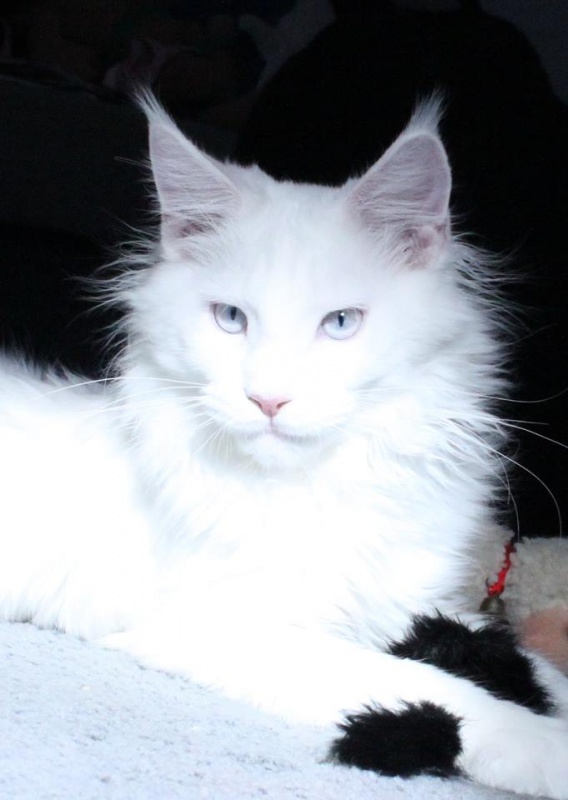 MyPaws Arctic Ice Breaker - maine-coon