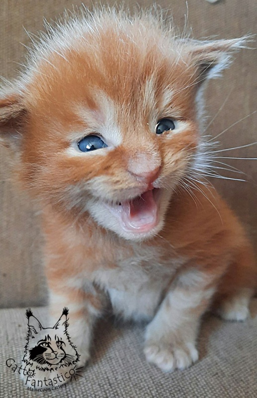 Gatto Fantastico Rjewskij - Kitten maine-coon 2.5 weeks