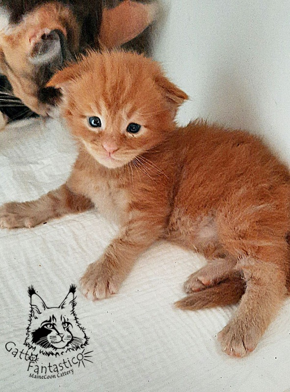 Gatto Fantastico Rjewskij - Kitten maine-coon 2.5 weeks