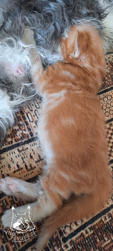 Gatto Fantastico Rjewskij - Kitten maine-coon 2 weeks