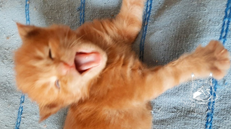 Gatto Fantastico Rjewskij - Kitten maine-coon 2 weeks