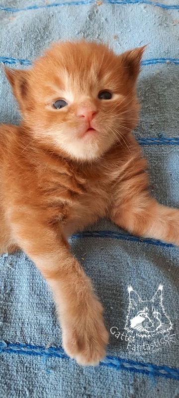 Gatto Fantastico Rjewskij - Kitten maine-coon 2 weeks