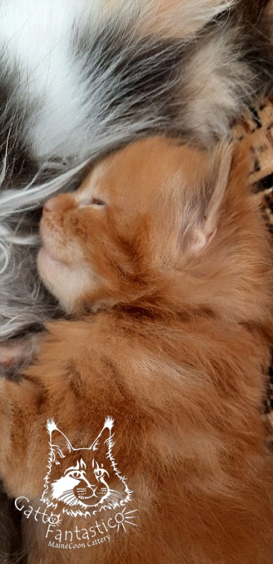 Gatto Fantastico Rjewskij - Kitten maine-coon 2 weeks