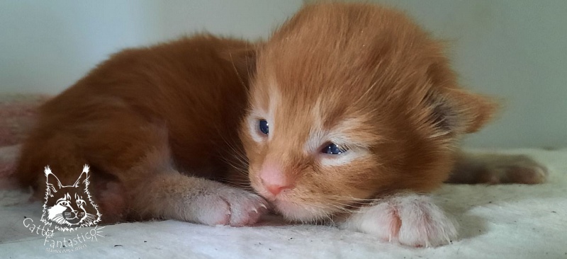 Gatto Fantastico Rjewskij - Kitten maine-coon 1 week