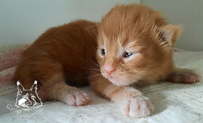 Gatto Fantastico Rjewskij - Kitten maine-coon 1 week