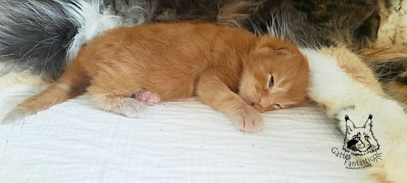 Gatto Fantastico Rjewskij - Kitten maine-coon 1 week
