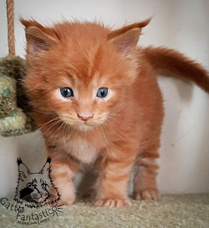Gatto Fantastico Rjewskij - Kitten maine-coon 4 weeks