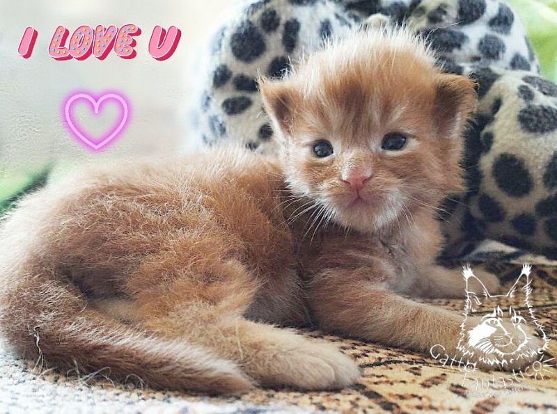 Gatto Fantastico Rjewskij - Kitten maine-coon 1 week