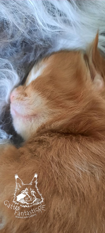 Gatto Fantastico Rjewskij - Kitten maine-coon 1 week