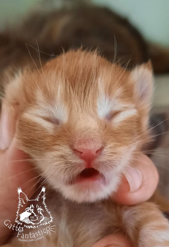 Gatto Fantastico Rjewskij - Kitten maine-coon