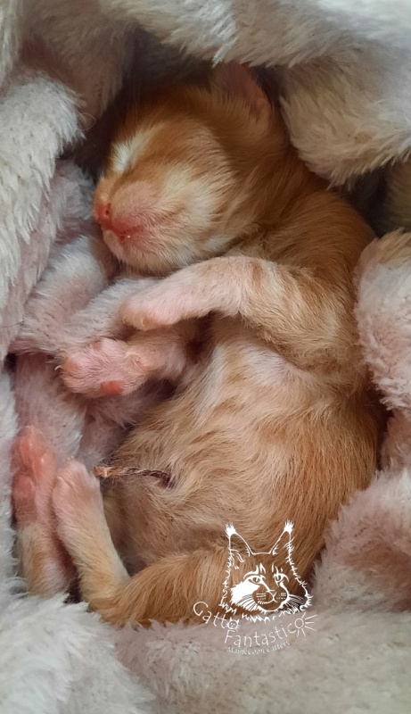 Gatto Fantastico Rjewskij - Kitten maine-coon