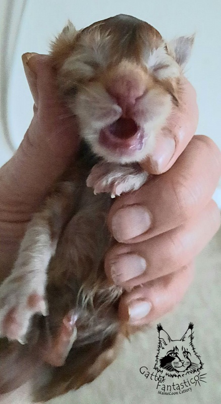 Gatto Fantastico Rjewskij - Kitten maine-coon