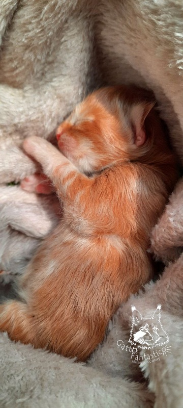 Gatto Fantastico Rjewskij - Kitten maine-coon