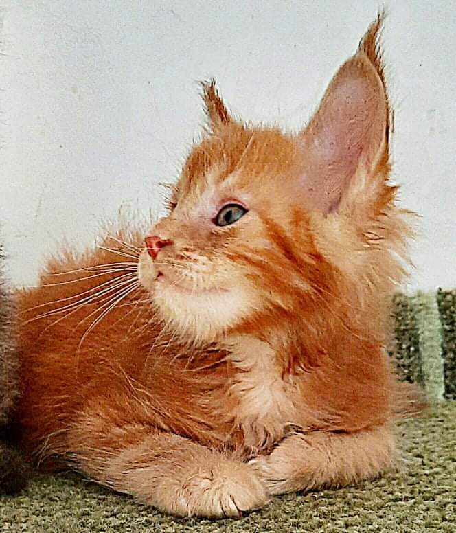 Gatto Fantastico Rjewskij - Kitten maine-coon 1 month 3 weeks