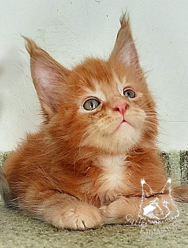 Gatto Fantastico Rjewskij - Kitten maine-coon 1 month 3 weeks