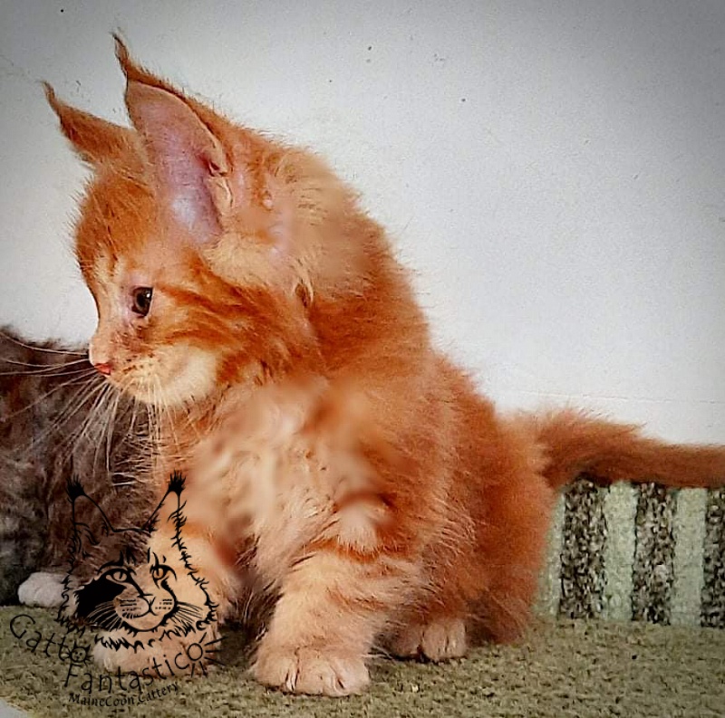 Gatto Fantastico Rjewskij - Kitten maine-coon 1 month 3 weeks