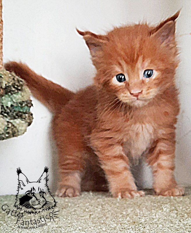 Gatto Fantastico Rjewskij - Kitten maine-coon 4 weeks