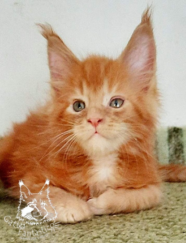Gatto Fantastico Rjewskij - Kitten maine-coon 1 month 3 weeks