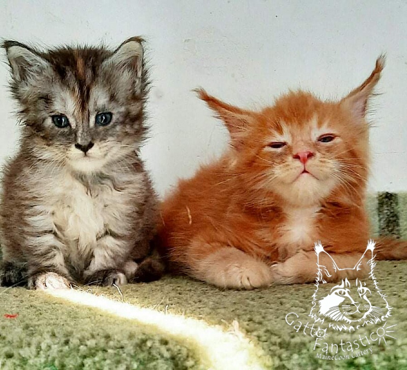 Gatto Fantastico Rjewskij - Kitten maine-coon 1 month 3 weeks