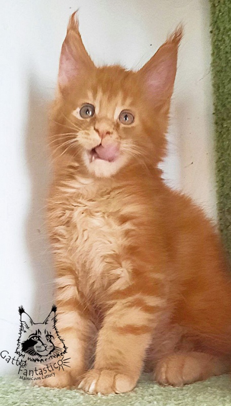 Gatto Fantastico Rjewskij - Kitten maine-coon 1 month 3 weeks