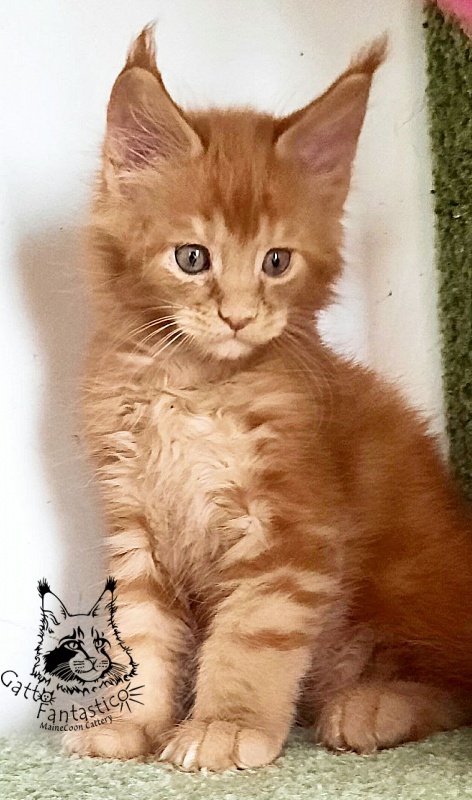 Gatto Fantastico Rjewskij - Kitten maine-coon 1 month 3 weeks