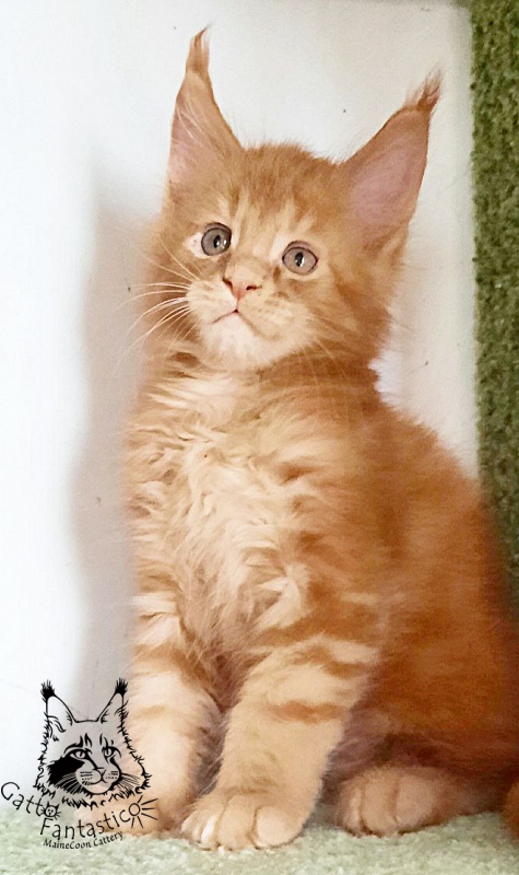 Gatto Fantastico Rjewskij - Kitten maine-coon 1 month 3 weeks