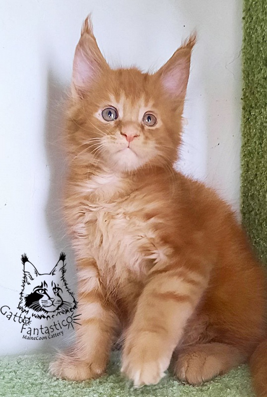 Gatto Fantastico Rjewskij - Kitten maine-coon 1 month 3 weeks