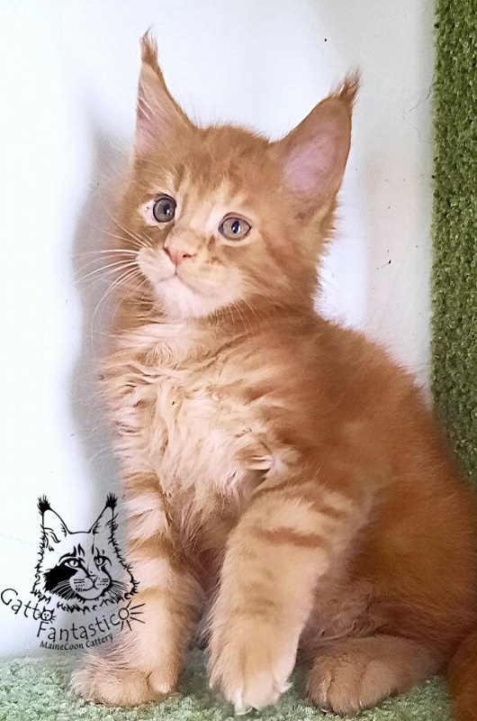 Gatto Fantastico Rjewskij - Kitten maine-coon 1 month 3 weeks