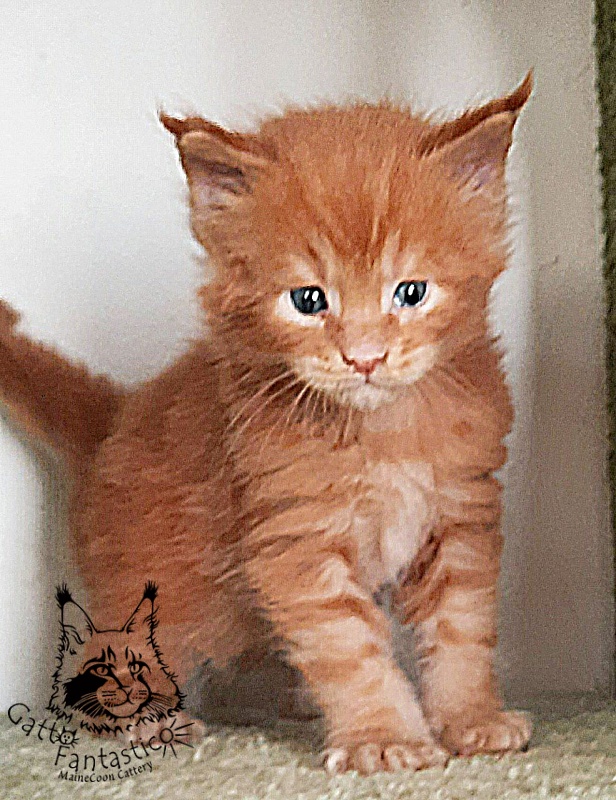 Gatto Fantastico Rjewskij - Kitten maine-coon 4 weeks