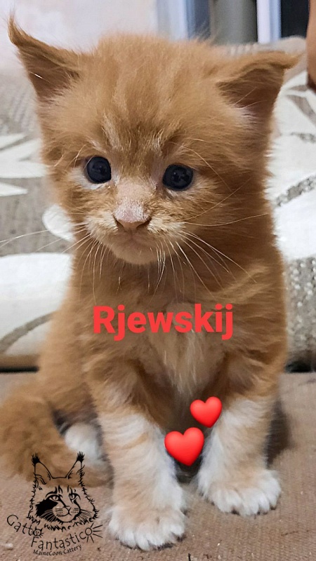 Gatto Fantastico Rjewskij - Kitten maine-coon 3.5 weeks