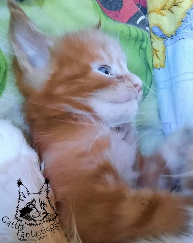 Gatto Fantastico Rjewskij - Kitten maine-coon 1 month