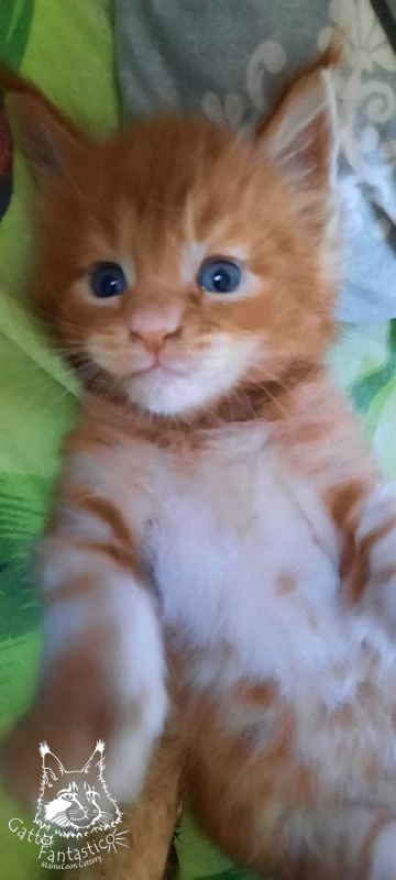 Gatto Fantastico Rjewskij - Kitten maine-coon 1 month