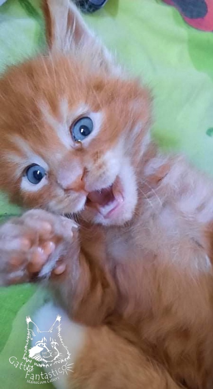 Gatto Fantastico Rjewskij - Kitten maine-coon 1 month