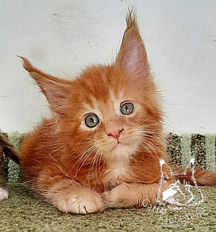 Gatto Fantastico Rjewskij - Kitten maine-coon 1 month 3 weeks