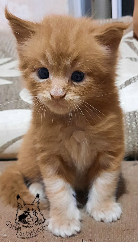 Gatto Fantastico Rjewskij - Kitten maine-coon 2.5 weeks