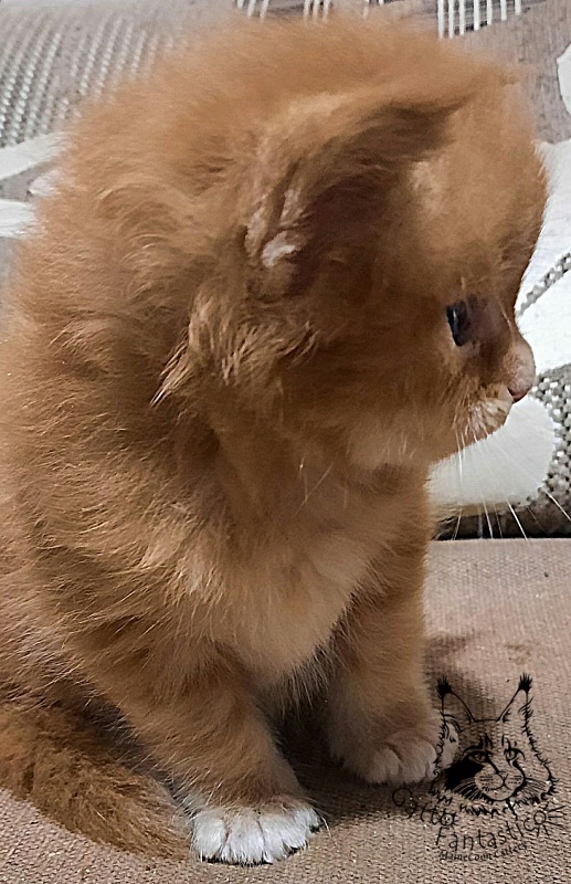 Gatto Fantastico Rjewskij - Kitten maine-coon 2.5 weeks