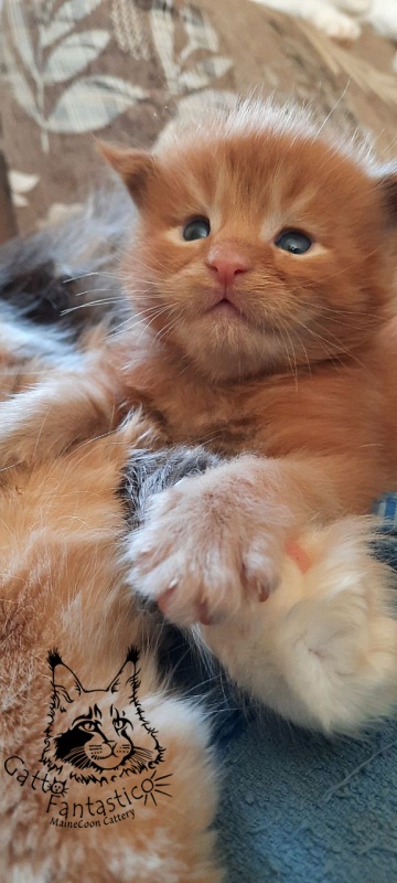 Gatto Fantastico Rjewskij - Kitten maine-coon 2.5 weeks