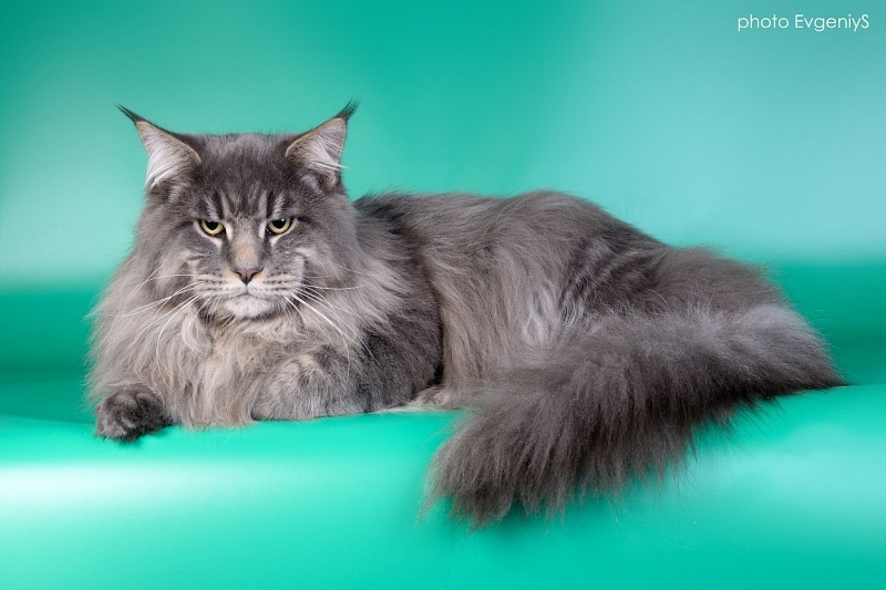 Cat's Castle Amur - maine-coon