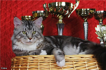 Lucky Coon Silver - maine-coon